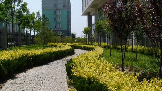 常見的植物租賃幸福樹怎么養護