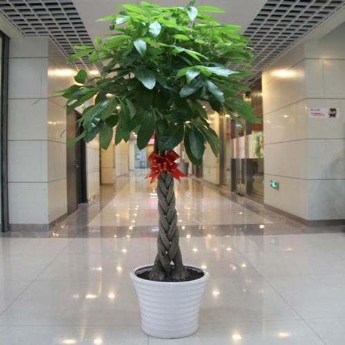 如何使植物短期內(nèi)不會(huì)缺水