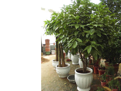 盆栽租賃：為什么君子蘭不長(zhǎng)新葉