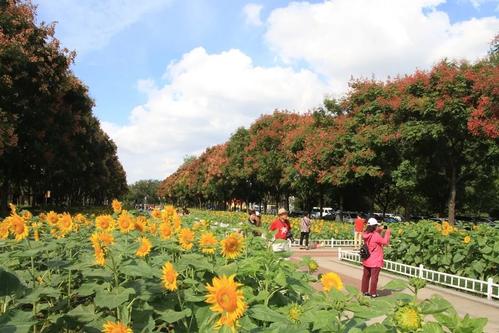 盆景租賃過程中有哪些養護禁忌