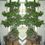 盆栽植物租賃-金桔樹老是掉葉子是怎么回事？