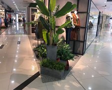 綠植租賃如何進行植物的生長環境調