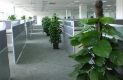 上海綠植租賃如何進行水培綠植的養護