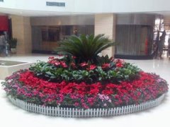 綠植租賃的幾個擺放和養護的提示