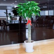 室內花卉租擺要注意什么