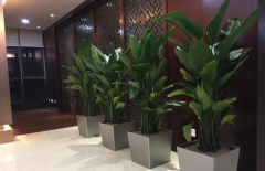 綠植租賃指南之如何讓室內鮮花存活時間長久